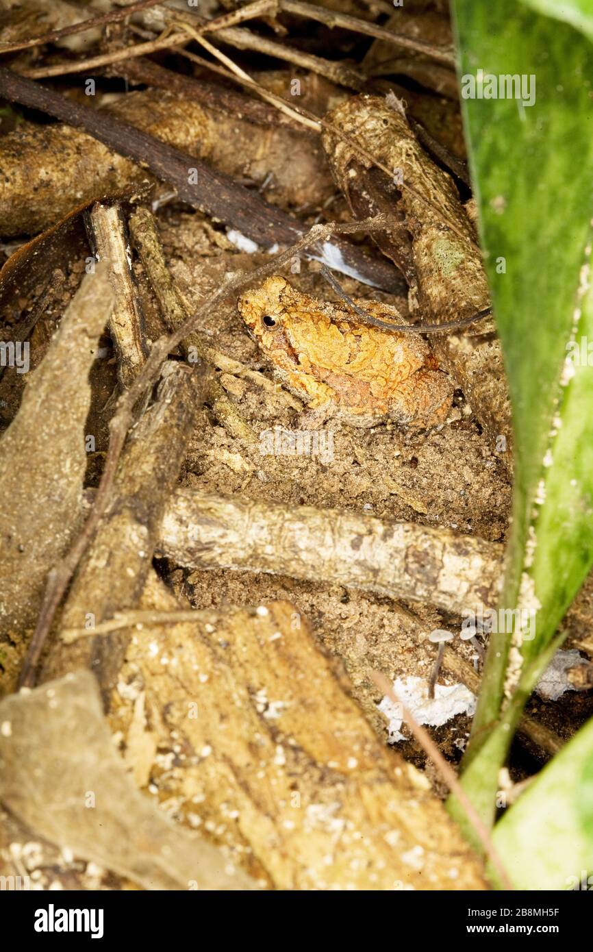 sapo camuflado, camuflagem, mimetismo, Anura, toad camouflage, mimicry, Anura, Aquidauana, Mato Grosso do sul, Brasile Foto Stock