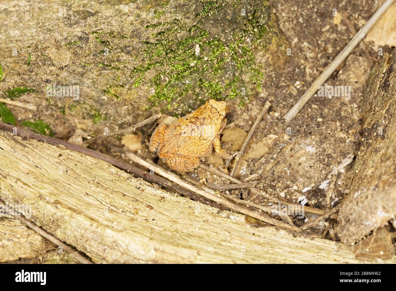 sapo camuflado, camuflagem, mimetismo, Anura, toad camouflage, mimicry, Anura, Aquidauana, Mato Grosso do sul, Brasile Foto Stock