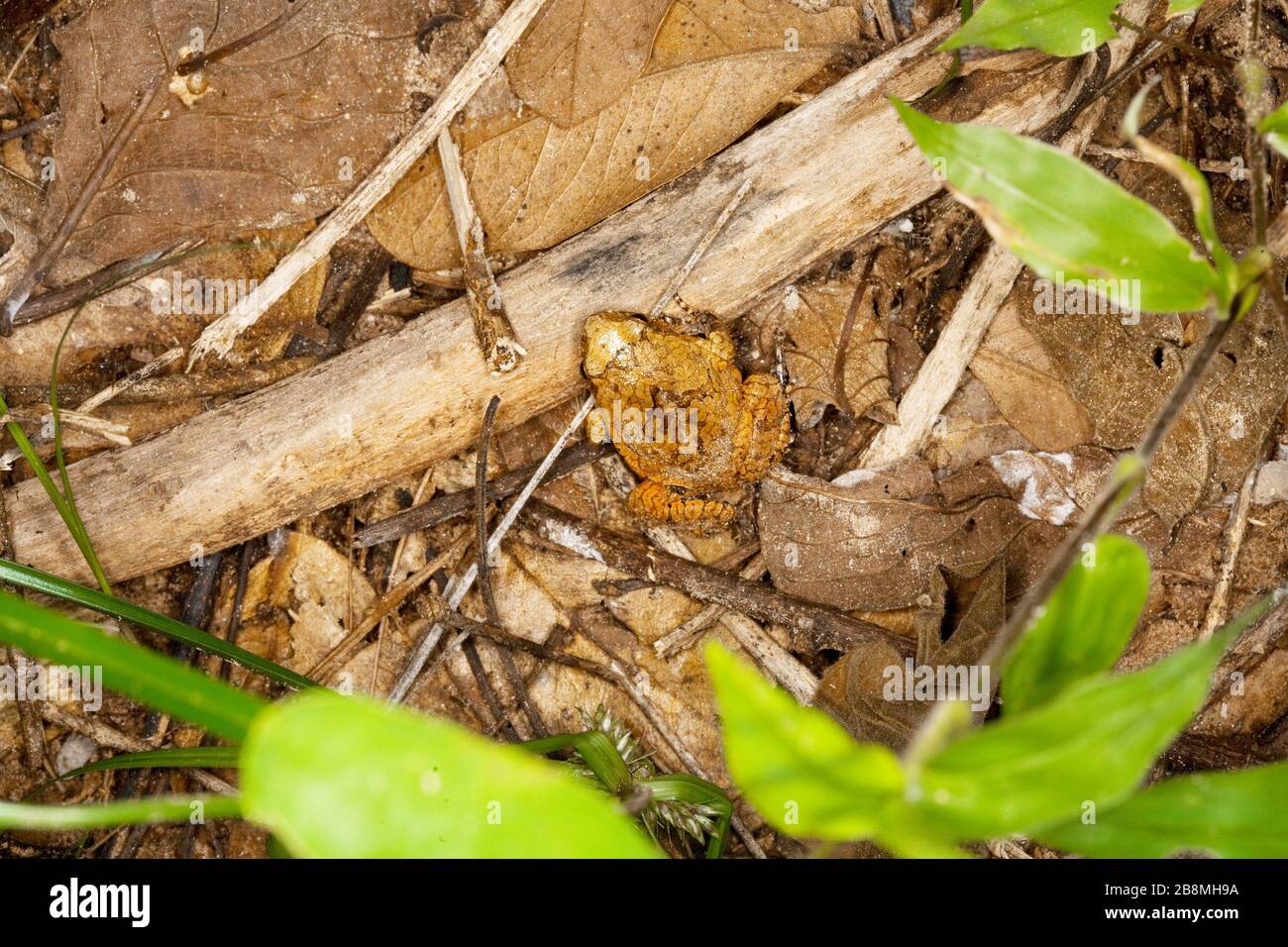 Toad camuffato, camouflage, mimicry, Anura, Aquidauana, Mato Grosso do sul, Brasile Foto Stock