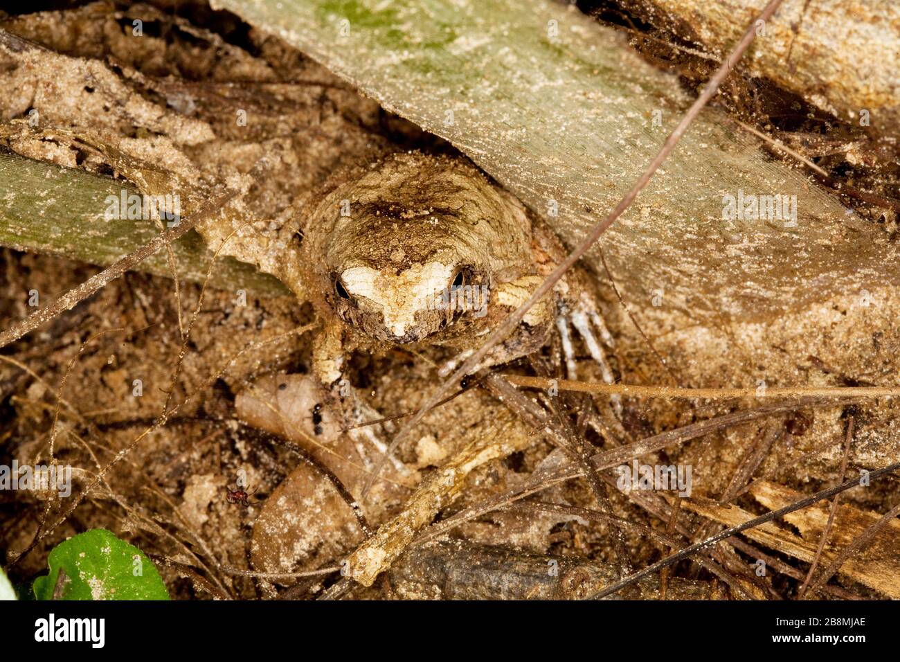 sapo camuflado, camuflagem, mimetismo, Anura, toad camouflage, mimicry, Anura, Aquidauana, Mato Grosso do sul, Brasile Foto Stock
