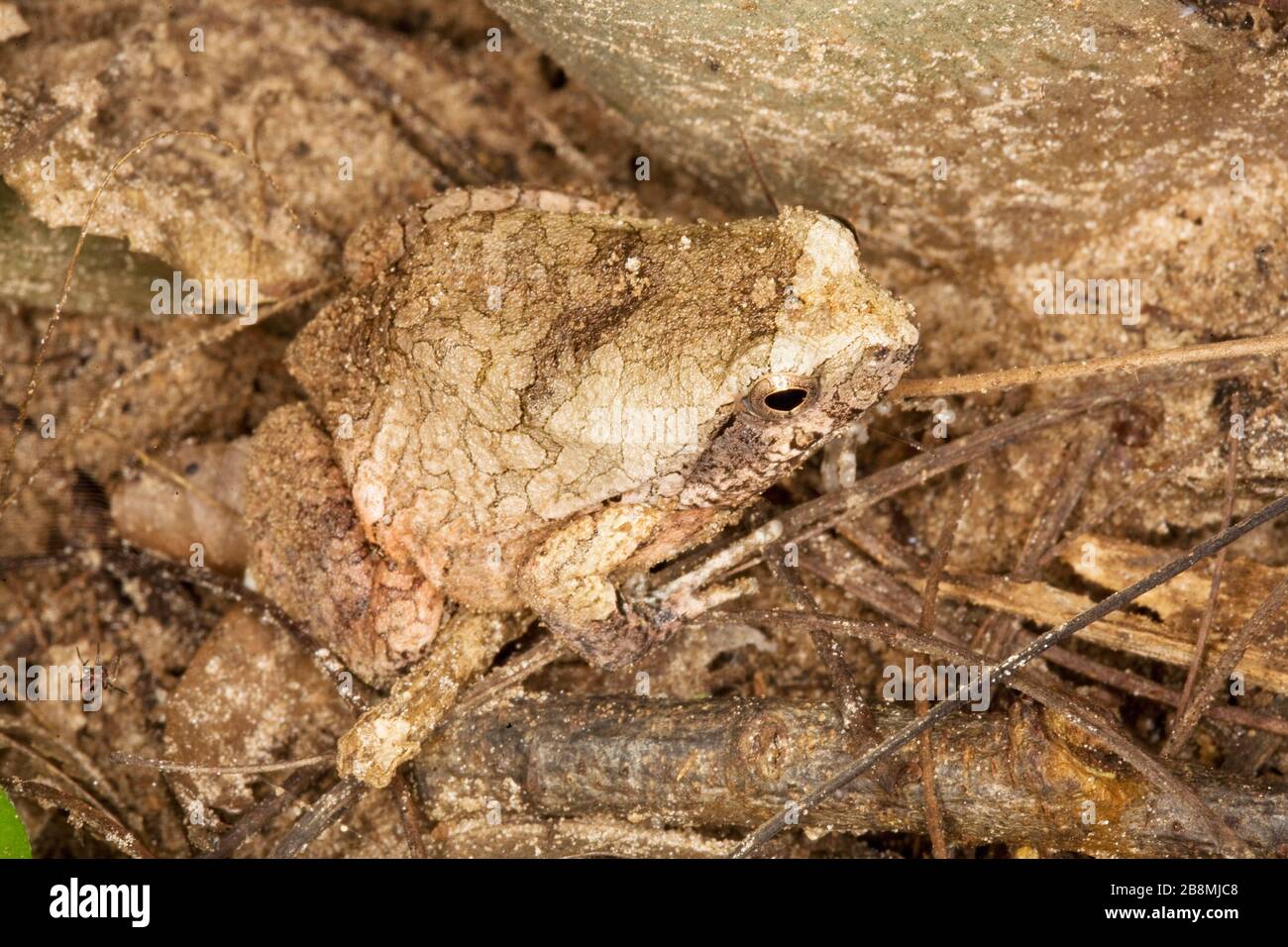 sapo camuflado, camuflagem, mimetismo, Anura, toad camouflage, mimicry, Anura, Aquidauana, Mato Grosso do sul, Brasile Foto Stock