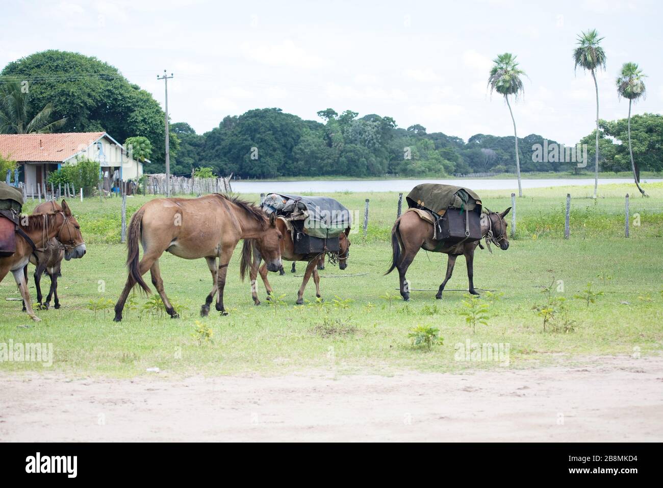 transporte tralha da comitiva de gado, peão de boiadeiro, oggetti di trasporto di cortea di bovini, Corumbá, Mato Grosso do sul, Brasile Foto Stock