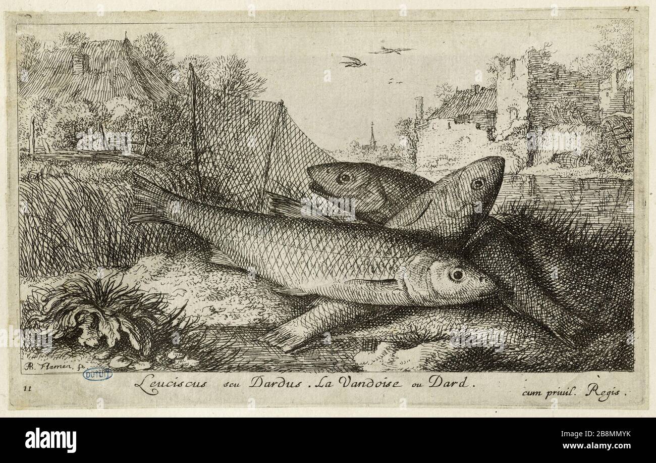 Varie specie di pesci d'acqua dolce, parte prima, il Vandoise (Robert-Dumesnil 462, Bartsch 48) Albert Flamen (1620-1674). Diverses espèces de poissons d'eau douce. Prima partie : la Vandoise (Robert-Dumesnil 462, Bartsch 48). Eau-forte, XVIIe siècle. Musée des Beaux-Arts de la Ville de Paris, Petit Palais. Foto Stock