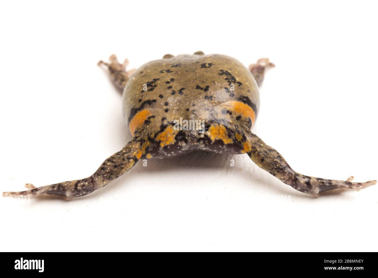 Bullfrog banded o chiodi asiatici della bocca stretta inoltre conosce il chuby o la rana di bolla questa rana è nativa all'Asia sudorientale isolata su sfondo bianco Foto Stock