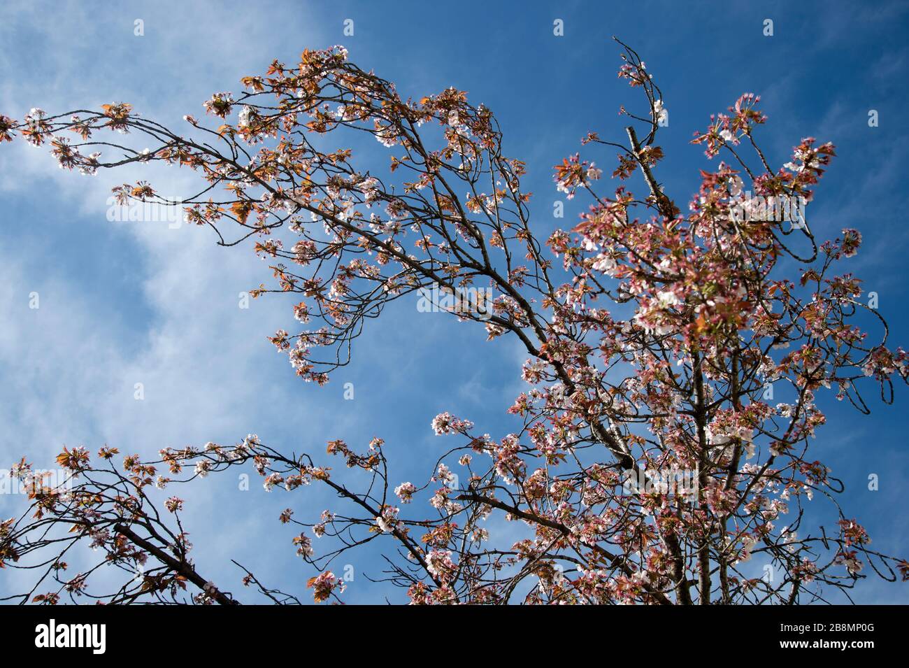 Hackney, Londra, Regno Unito. Fiore di ciliegio. Foto Stock