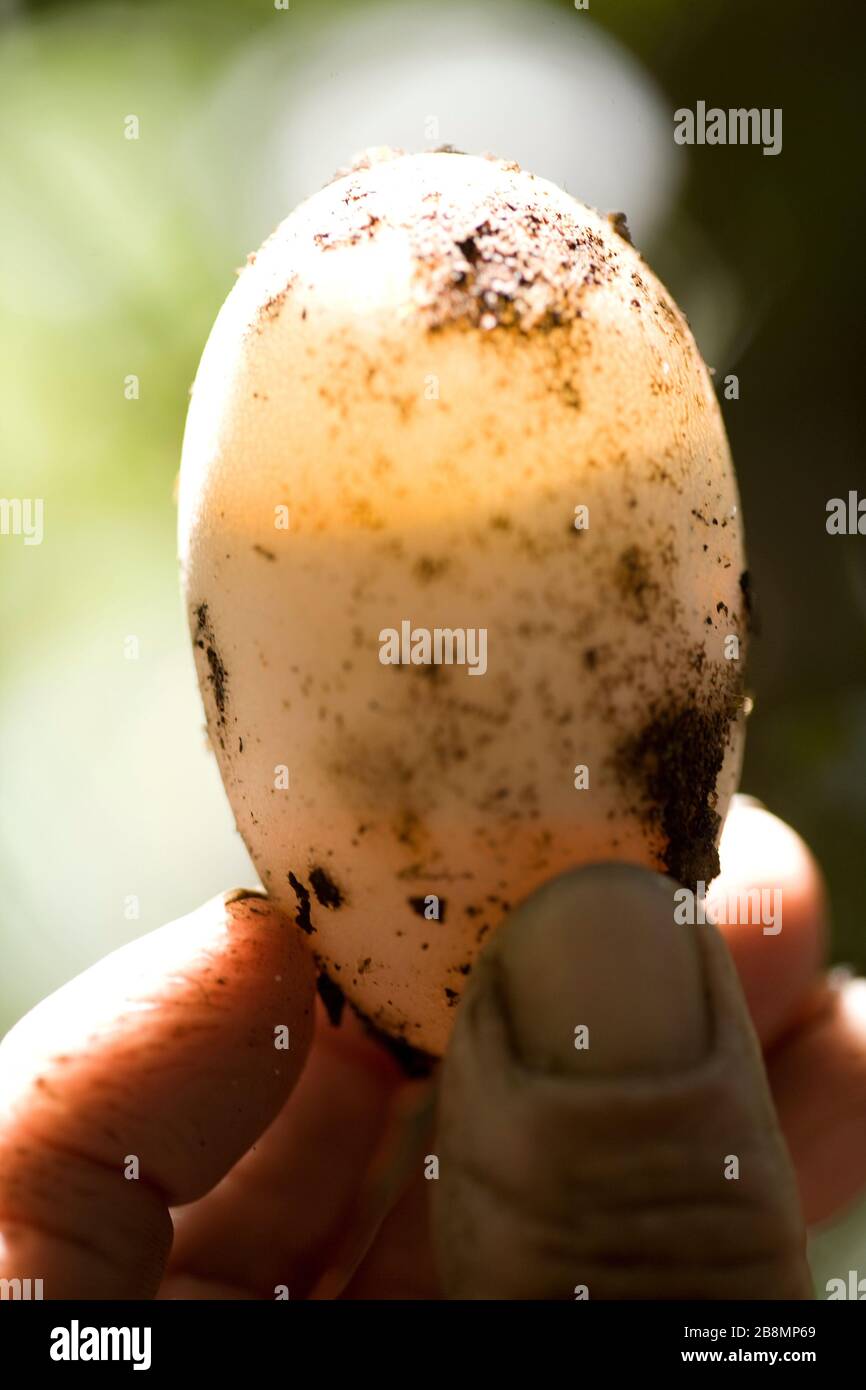 Uovo di Alligator-pietà-palude, Caiman coccodrillo yacare, Corumbá, Mato Grosso do sul, Brasile Foto Stock