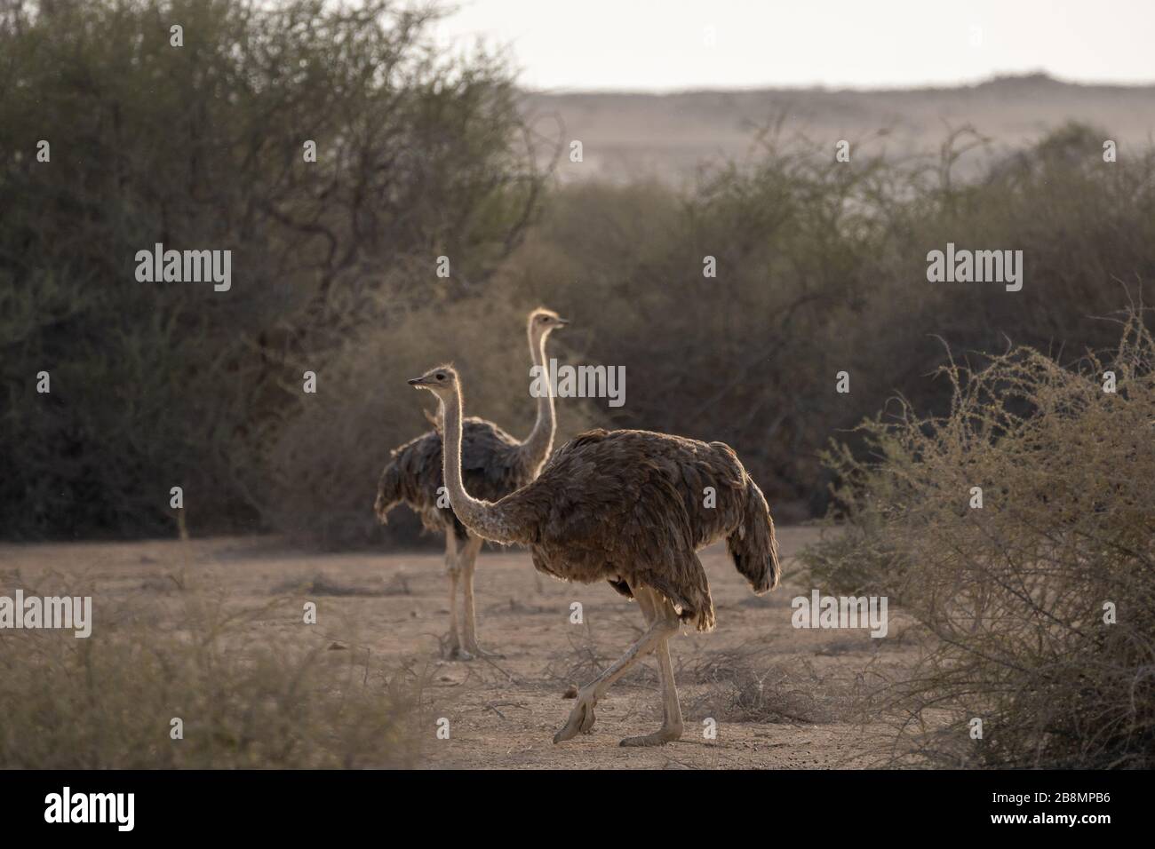 Lo struzzo arabo in una riserva naturale nel Qatar nord-orientale Foto Stock
