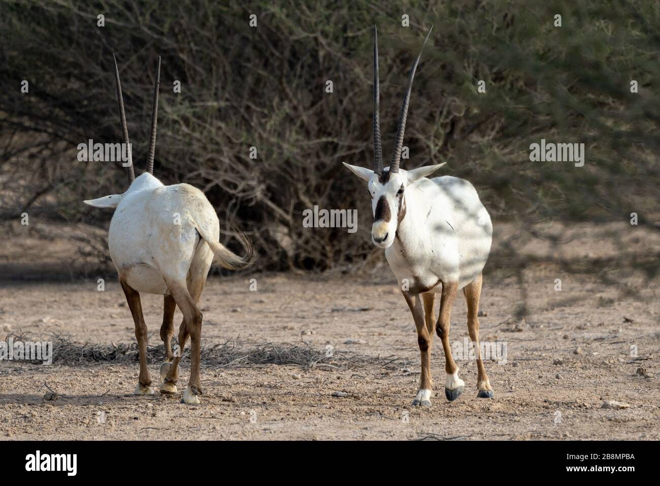 Orice Arabo in al Reem la natura reseve in Qatar Foto Stock