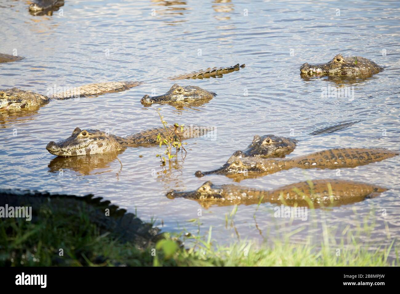 Alligatore-pietà-palude, Caiman coccodrillo yacare, Aquidauana, Mato Grosso do sul, Brasile Foto Stock