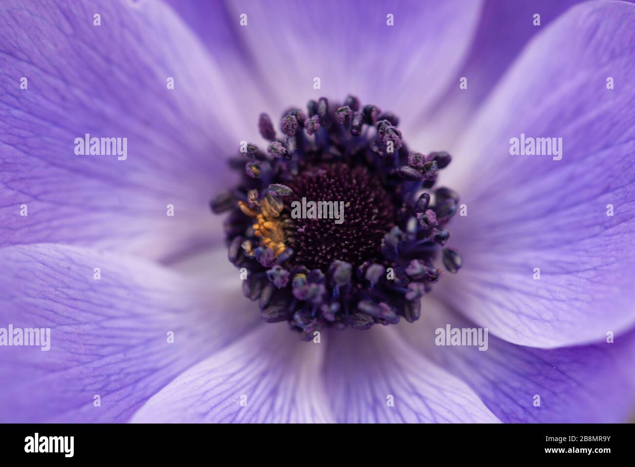 Fiore macro - UN mondo naturale bellezza - Violet-blu sfumature di Poppy Anemone / Anemone Coroania Foto Stock