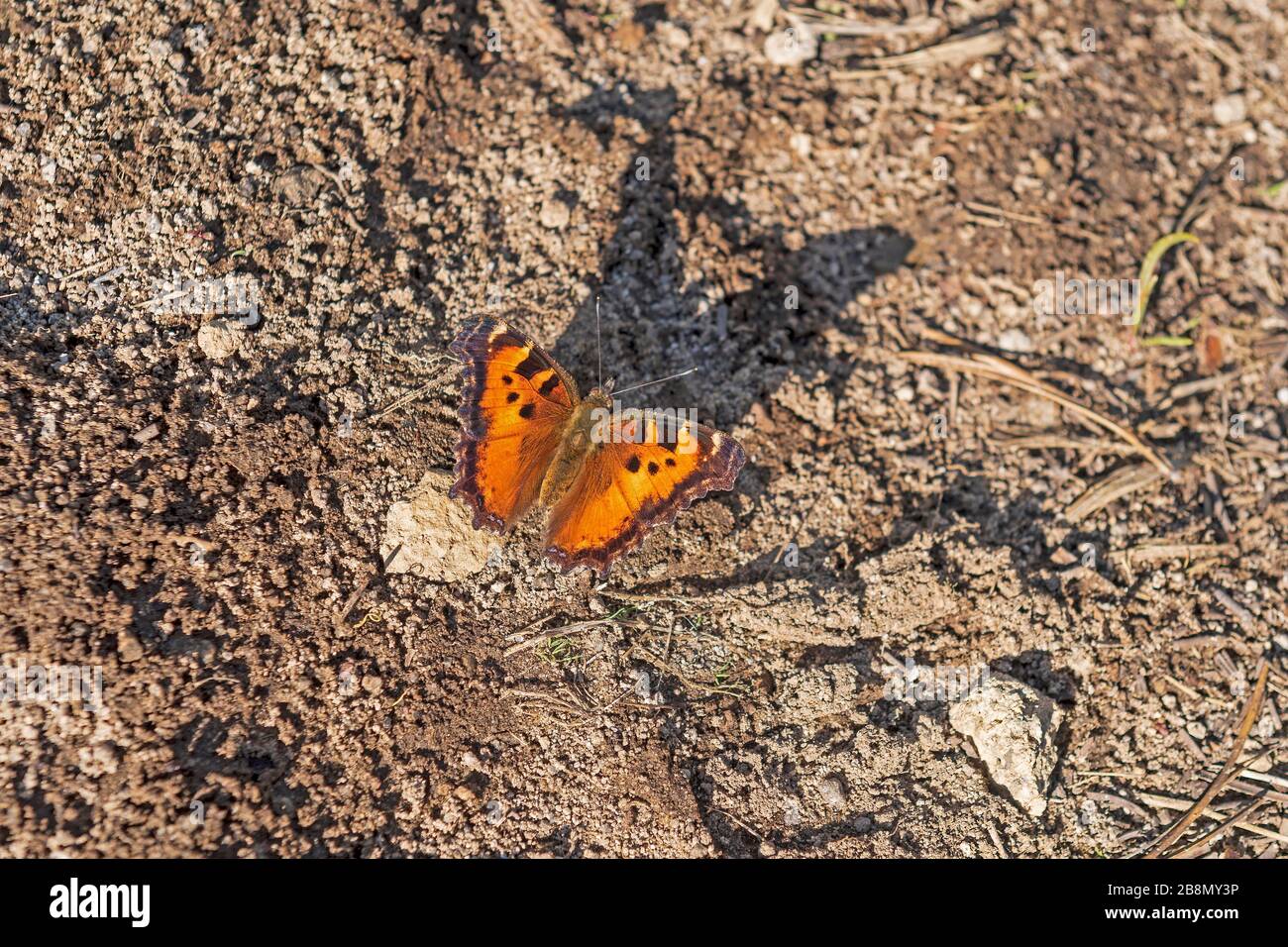 California tartaruga eshell farfalla in migrazione nel Parco Nazionale vulcanico di Lassen in California Foto Stock