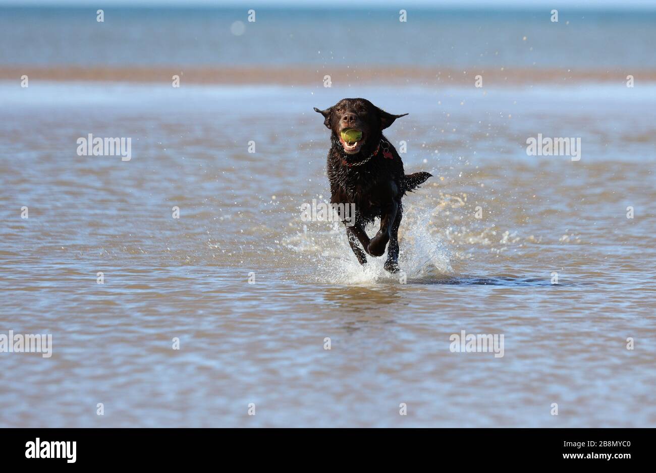 Un singolo cane nero riporta la sua palla al suo proprietario in attesa su una spiaggia a Sefton, Inghilterra Foto Stock