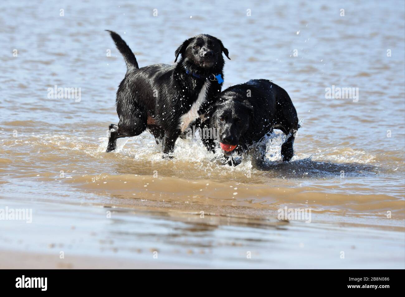 Cani che giocano a palla su una spiaggia di merseyside Foto Stock