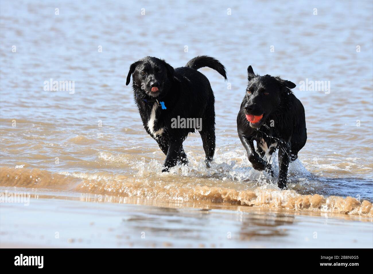 Due cani giocano a fetch su una spiaggia primaverile. Quello sulla destra sembra sempre vincere! Foto Stock