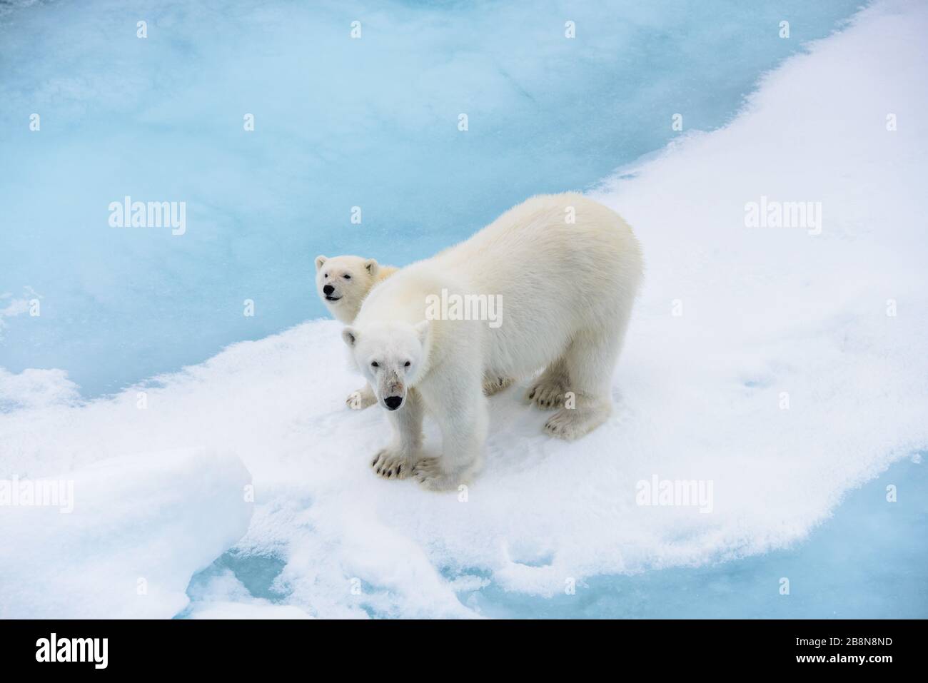 Orso polare (Ursus maritimus) madre e cub sulla banchisa, a nord delle Isole Svalbard Artico Norvegia Foto Stock
