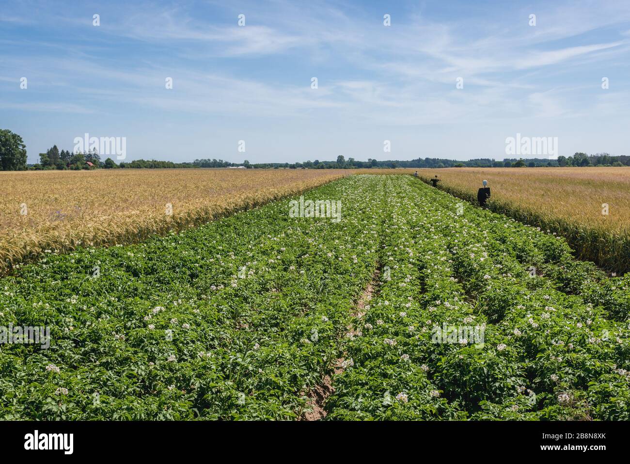 Campo di patate nella contea di Gryfice, Voivodato della Pomerania occidentale della Polonia Foto Stock