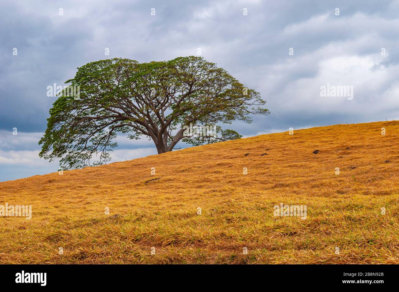 L'albero di Guanacaste (Enterolobium cyclocarpum) è un albero nazionale della Costa Rica, nella provincia di Guanacaste. Foto Stock