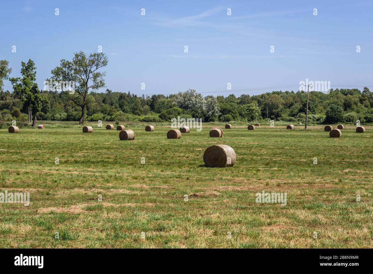 Balle di paglia vicino al villaggio di Modlimowo nella contea di Gryfice, Voivodato di Pomerania occidentale della Polonia Foto Stock