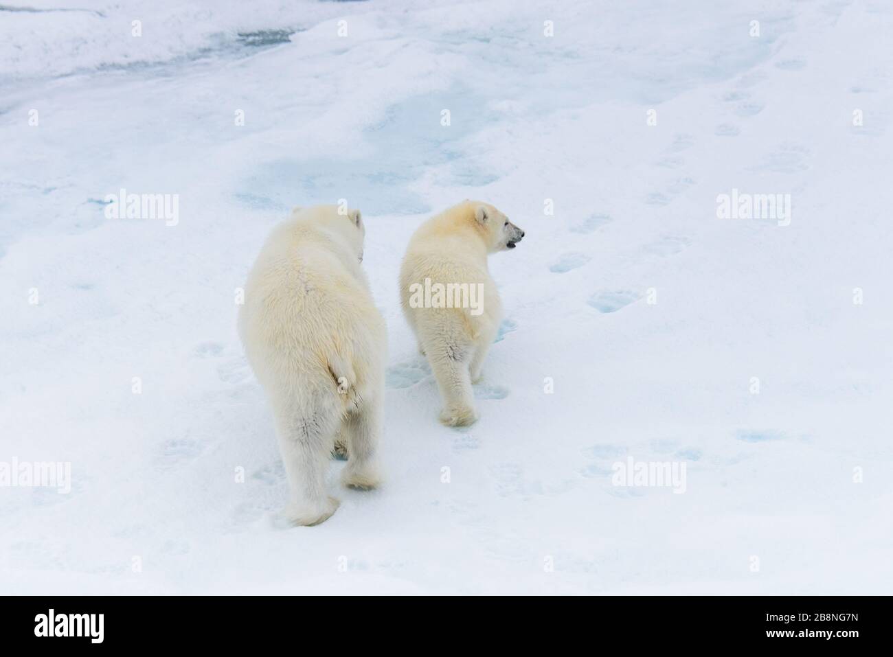 Orso polare (Ursus maritimus) madre e cub sulla banchisa, a nord delle Isole Svalbard Artico Norvegia Foto Stock