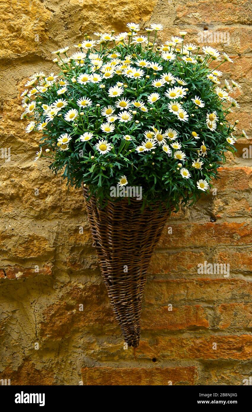 Mostre d'arte di piante, in vaso e come bouquet in cesto Foto Stock
