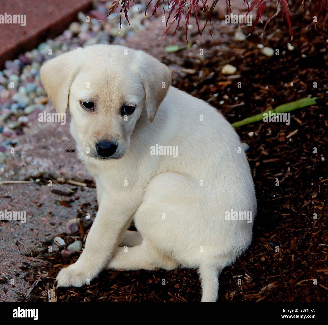Baby giallo Labrador cucciolo Foto Stock