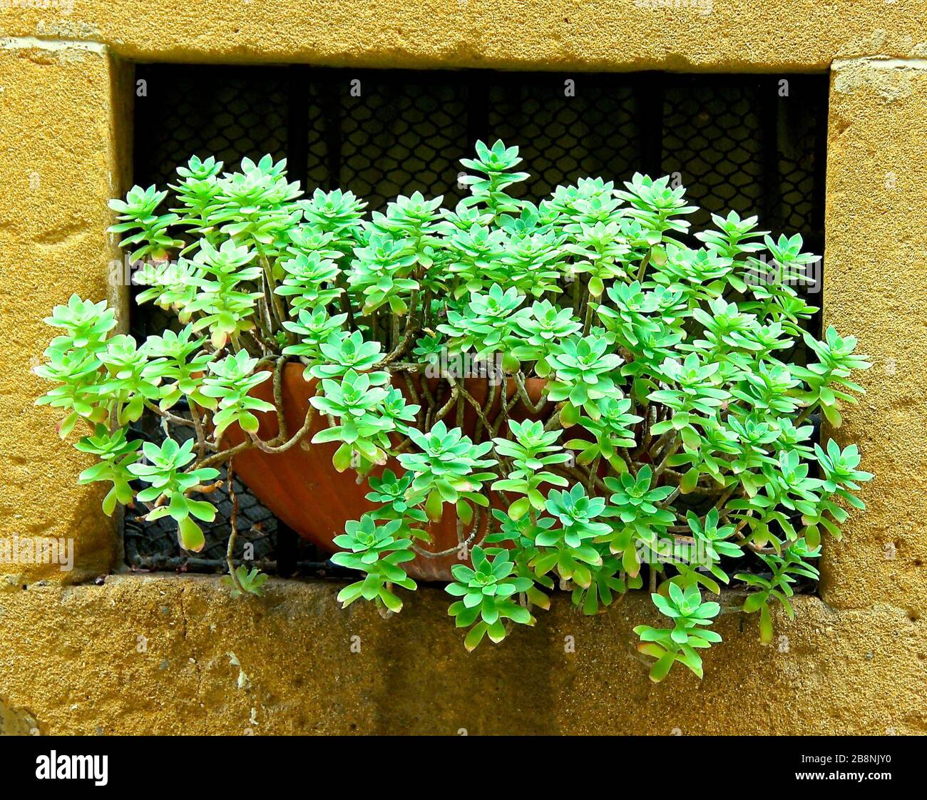 Mostre d'arte di piante, in vaso e come bouquet in cesto Foto Stock