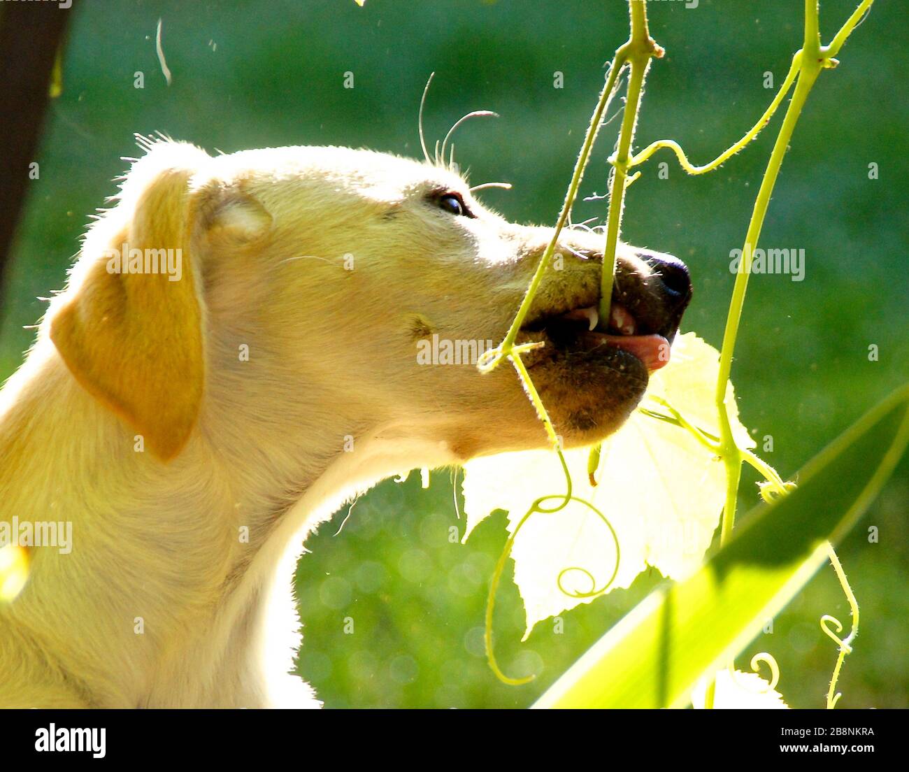Molly Girl come un giovane cane che mangia le viti dell'uva Foto Stock