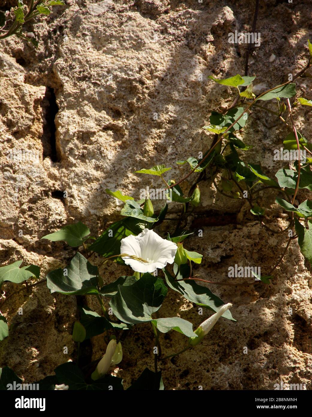 Lone fiore su vite arrampicata a parete Foto Stock