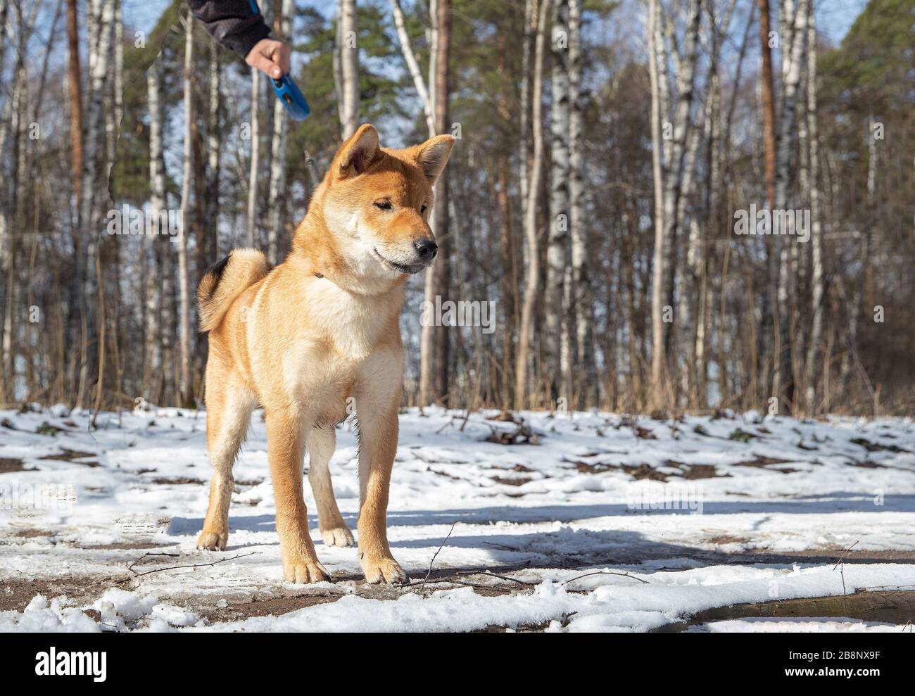 Shiba Inu in un parco di Mosca - improvvisamente nevicato marzo, 15. Nel 1936 è stato dichiarato un tesoro nazionale del Giappone, dove la popolazione principale di questi fanno Foto Stock