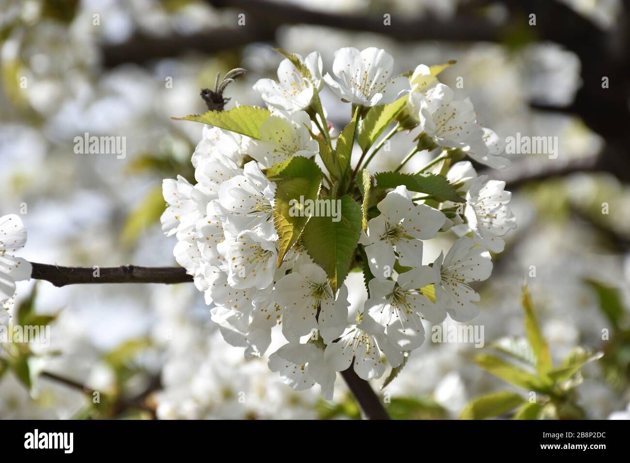 Fiori di ciliegio bianco fioriscono fianco a fianco con minuscole foglie verdi Foto Stock