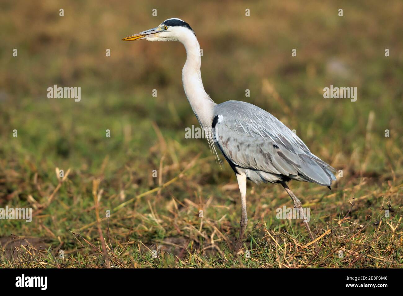 Airone grigio Foto Stock
