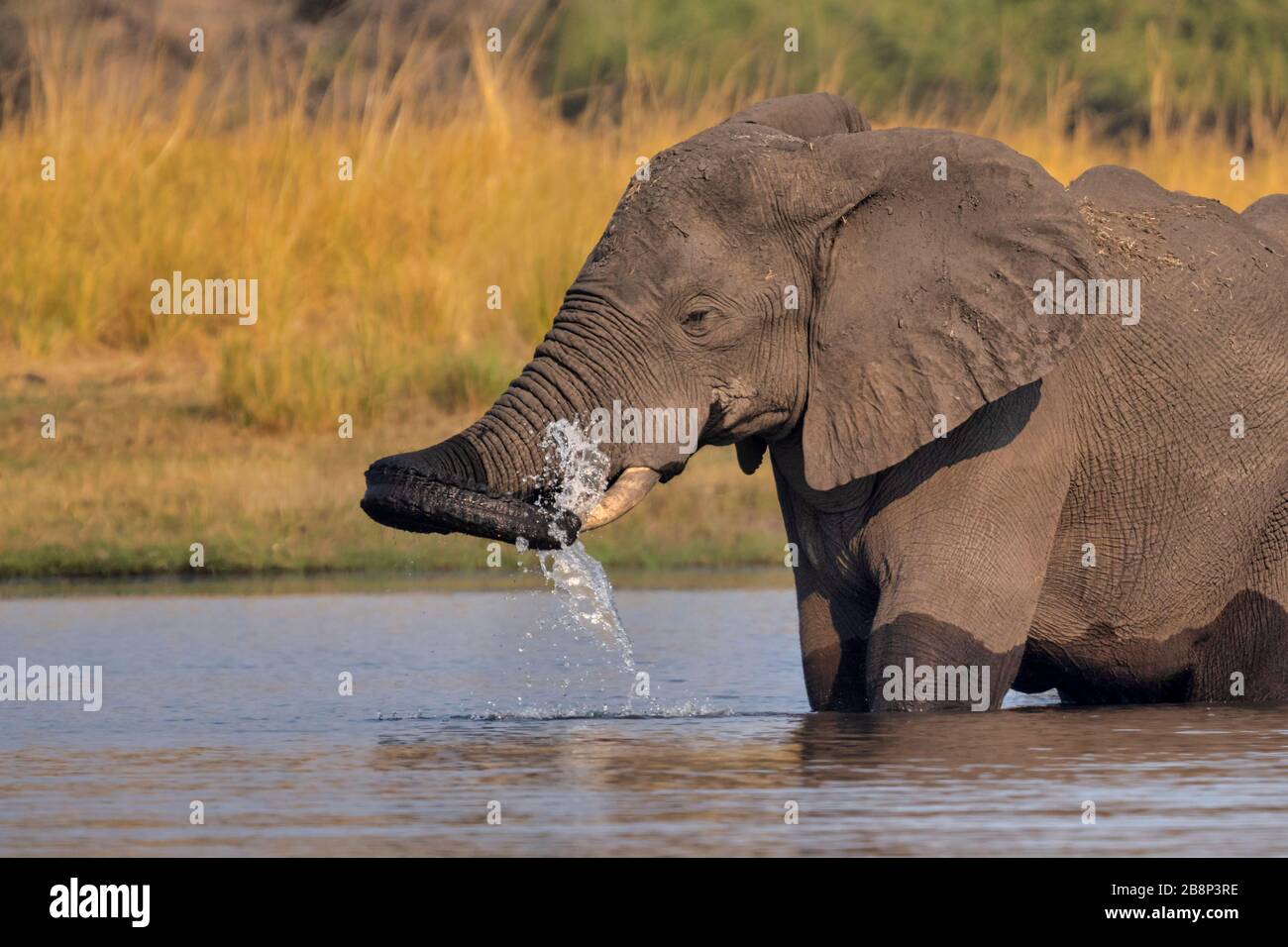 elefante che attraversa il fiume Foto Stock