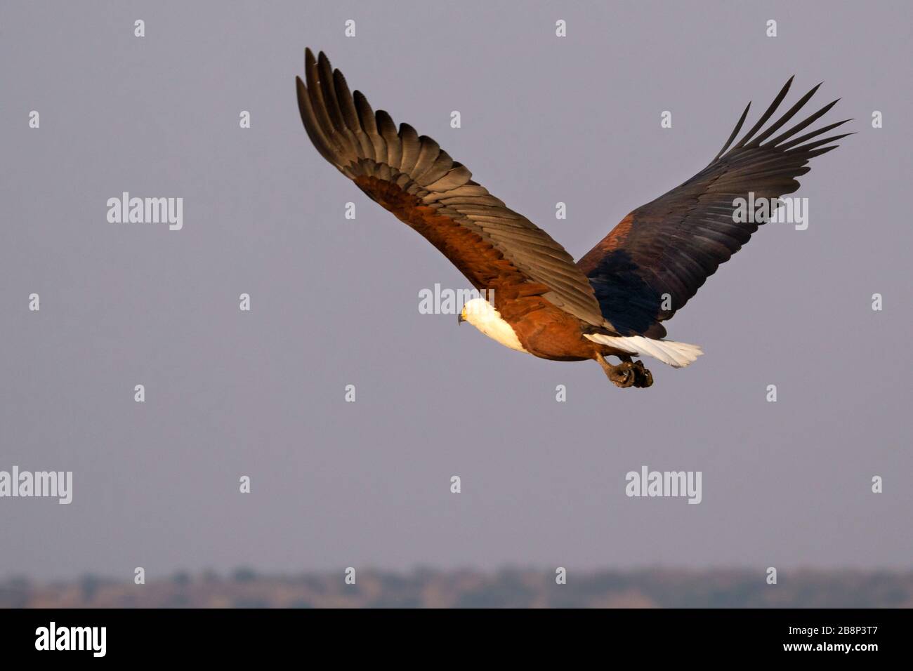 Flying Fish Eagle Foto Stock