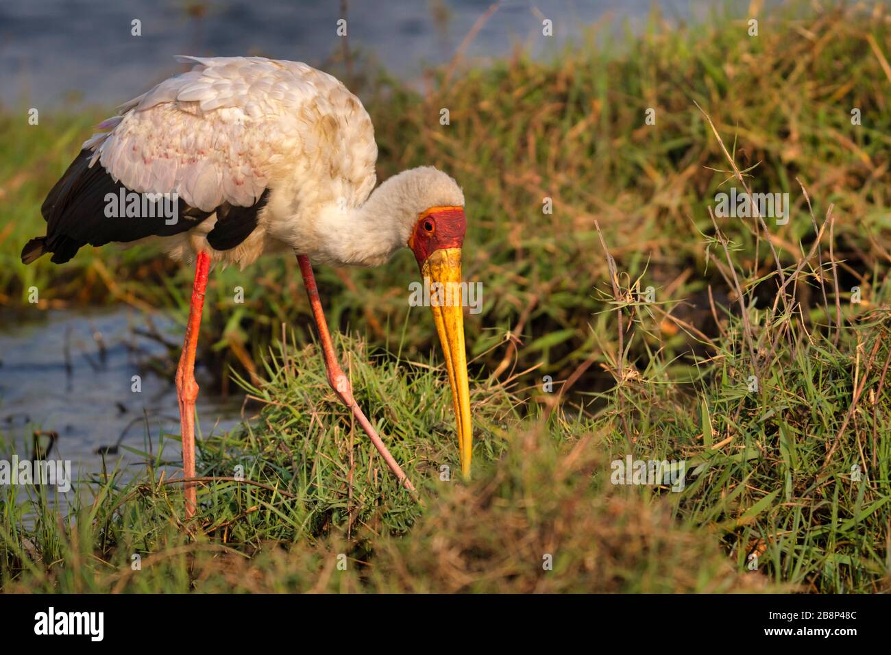 Giallo-fatturati Stork Foto Stock Giallo-fatturati Stork Foto Stock