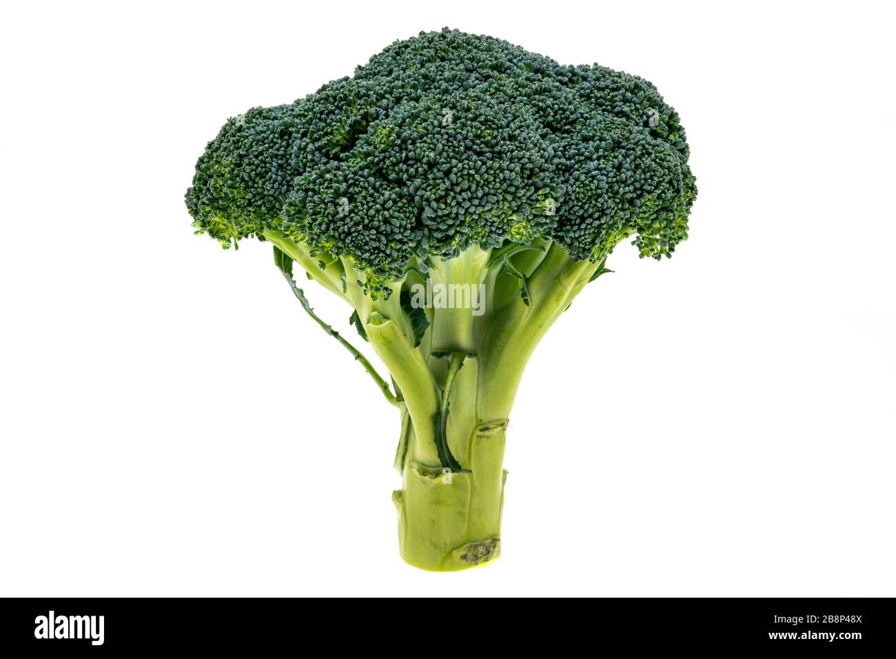Broccoli - sfondo bianco Foto Stock