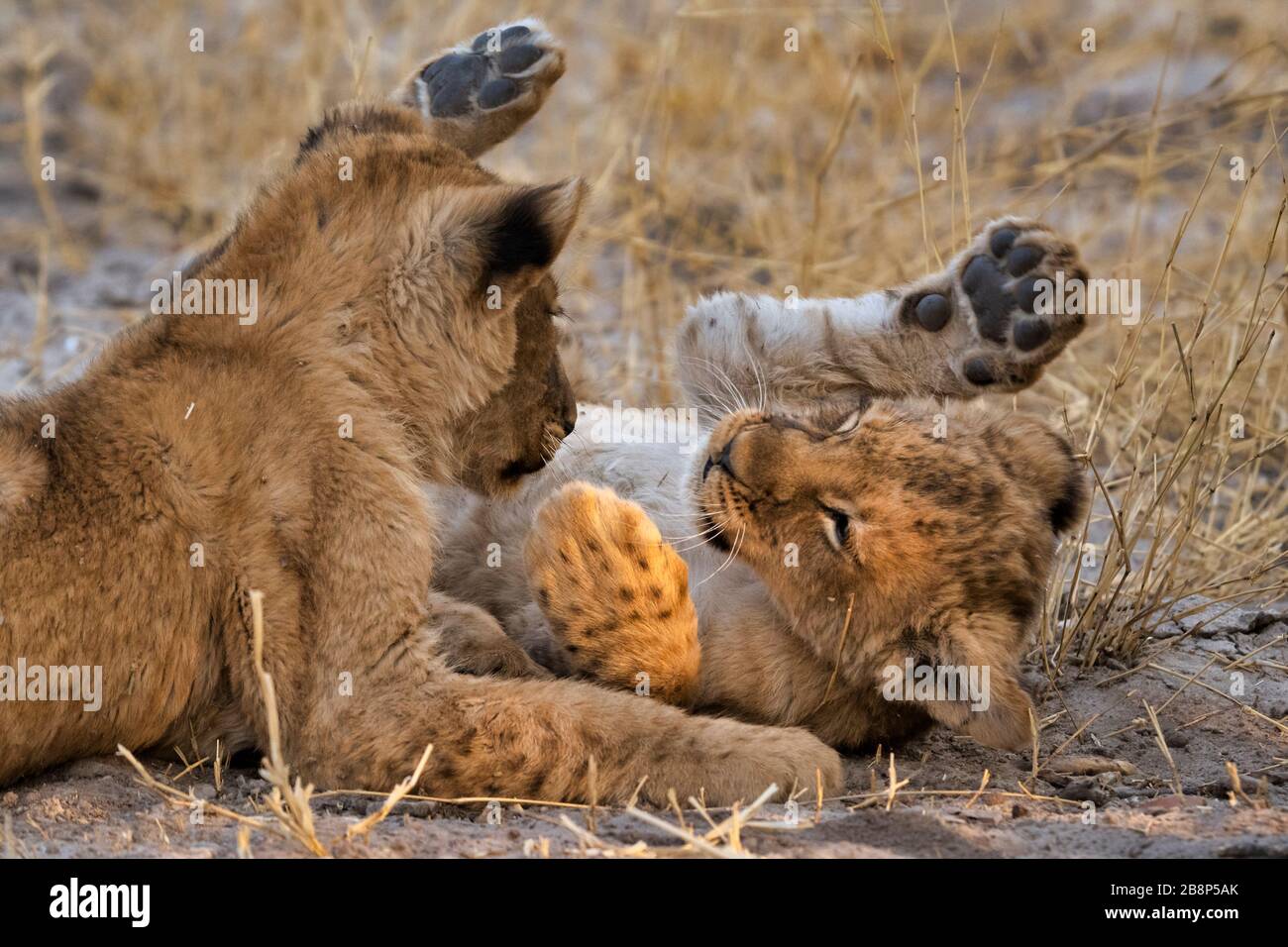 Cuccioli di leone giocosi Foto Stock