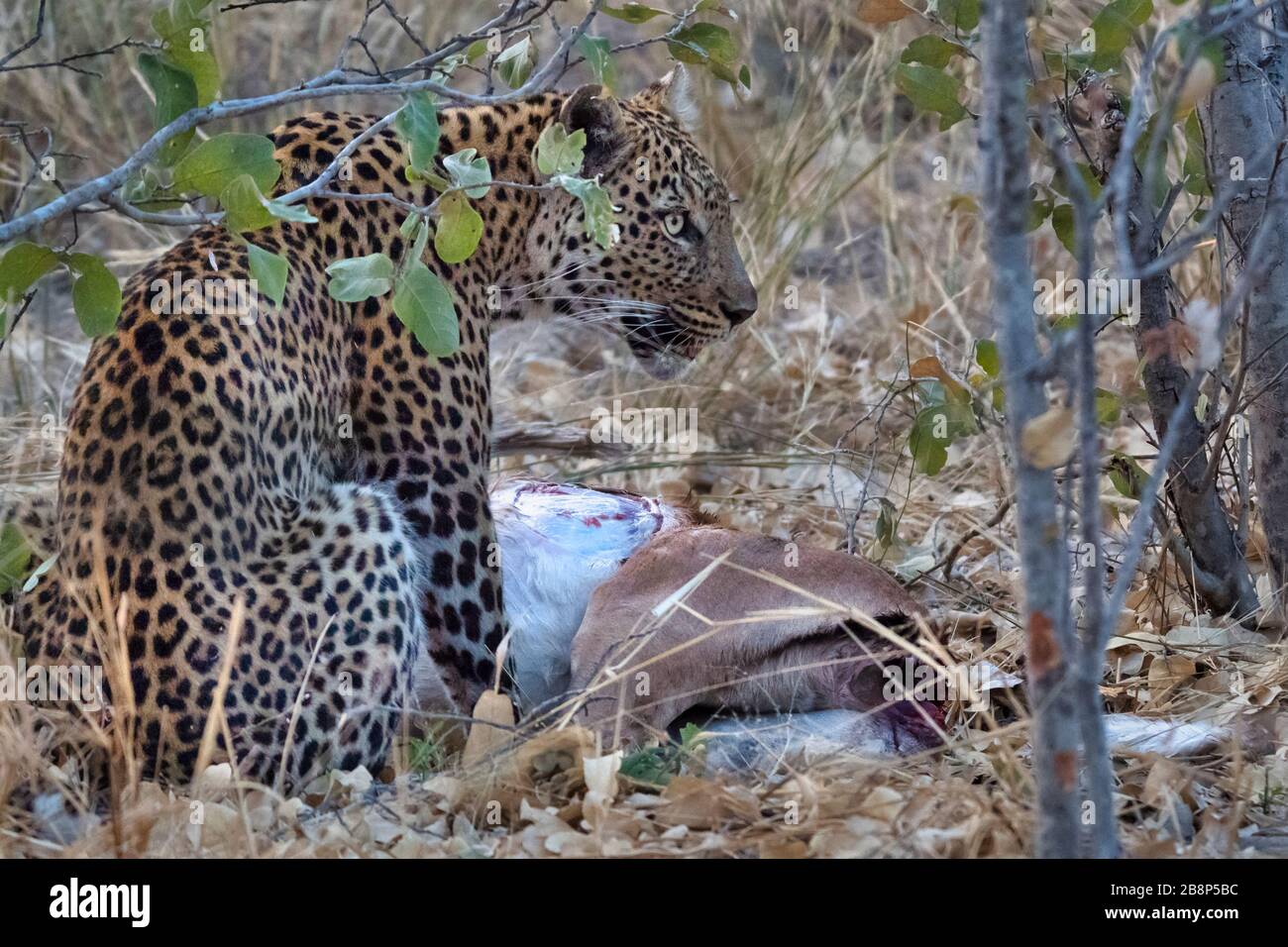 Leopardo Kill Foto Stock