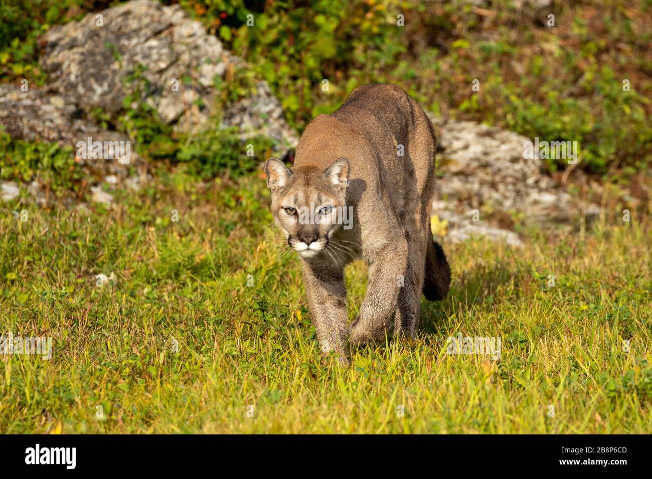 Western cougar sulla caccia al Triple D in Montana Foto Stock