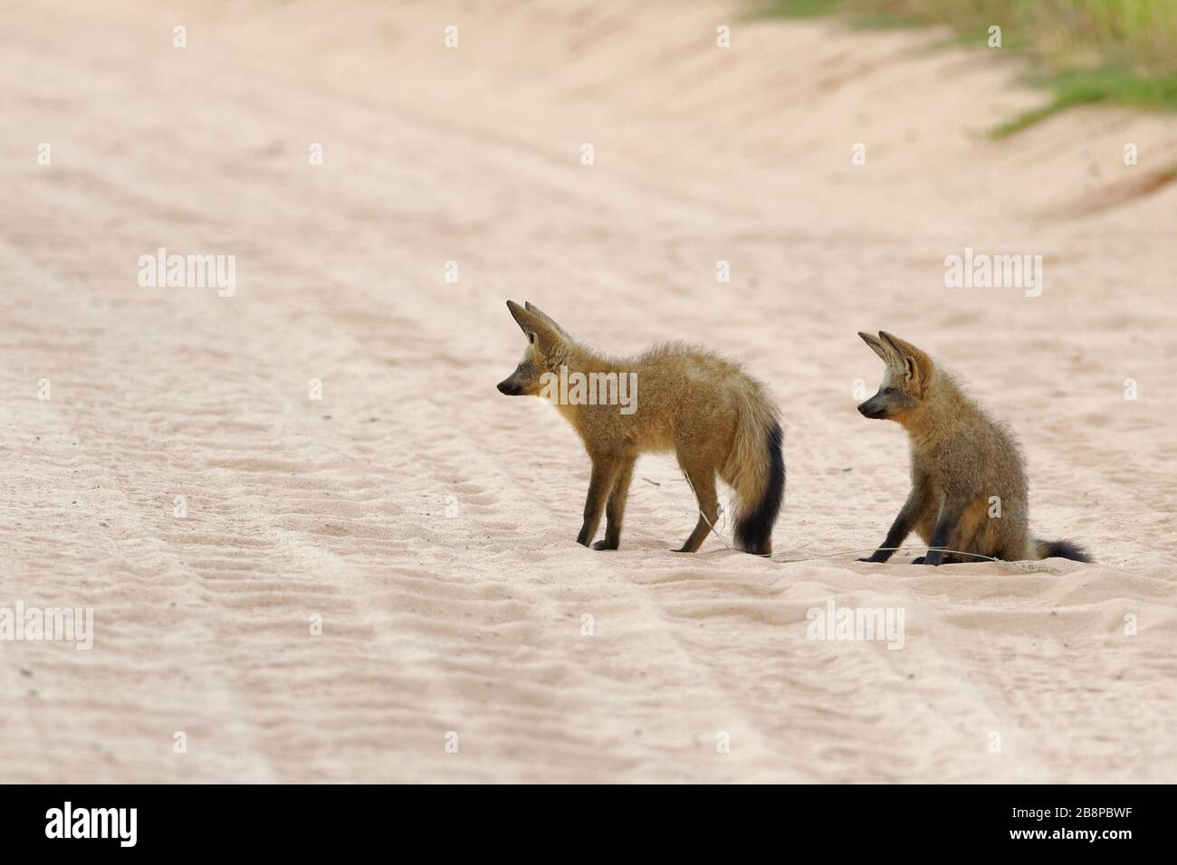 Volpi dalle orecchie di pipistrello (megalotis di Otocion), adulti, nel mezzo di una strada sterrata, Kgalagadi Transfrontier Park, Capo del Nord, Sud Africa, Africa Foto Stock