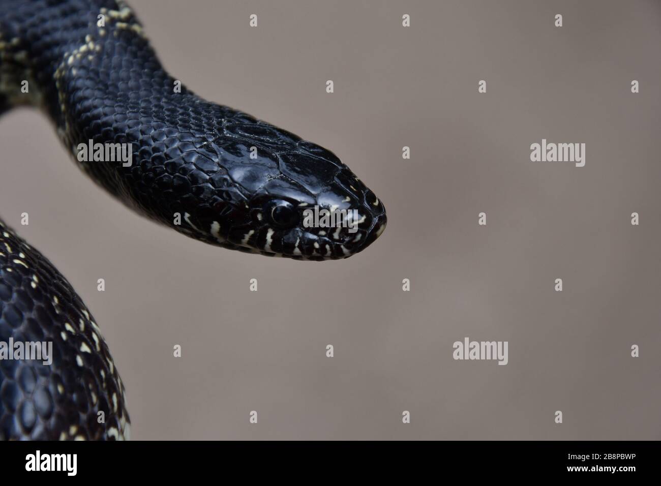 Il serpente comune regni visto da vicino Foto Stock