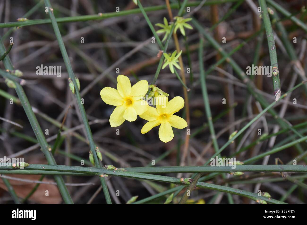 Fiori gialli di primavera con sei delicati petali gialli. Sfondo naturale sfocato Foto Stock