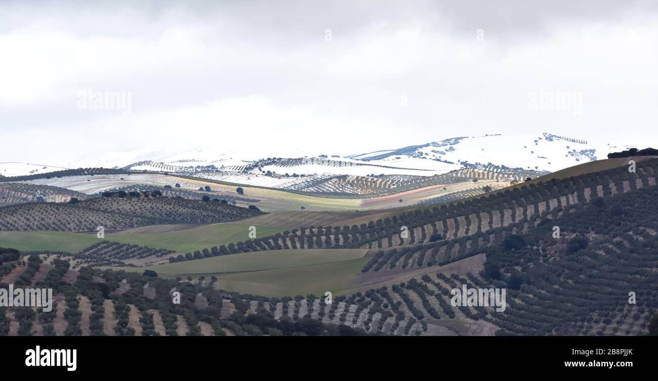 Vista panoramica di vasti campi di olivo dopo una nevicata invernale con alcuni raggi solari che illuminano le colline innevate Foto Stock