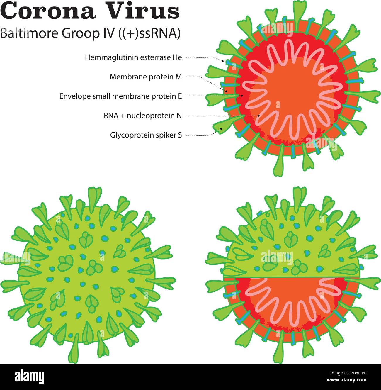 Diagramma della struttura delle particelle di Coronavirus 2019-nC0V. Microbo dell'epidemia di COVID-19 pandemico. Il virus attacca le vie respiratorie, infezioni medico rischio per la salute. Semplice stile cartoon piatto Illustrazione Vettoriale
