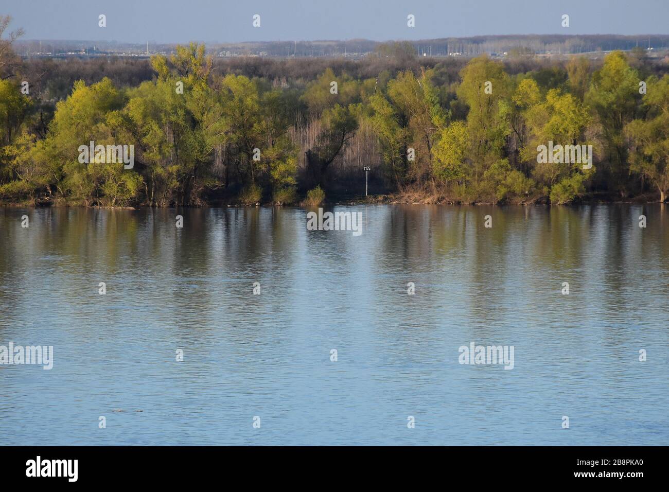 Litorale del Danubio con alberi alti in autunno. Riflessione di alberi gialli in acqua Foto Stock