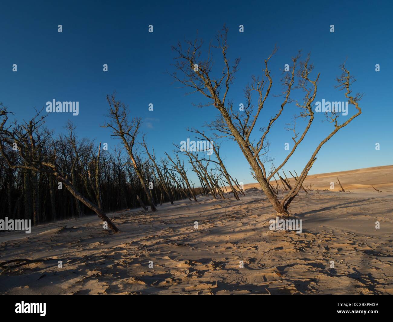 Alberi morti inclinati dal vento e coperti di sabbia da dune in movimento. Debki, Mar Baltico, Polonia. Foto Stock