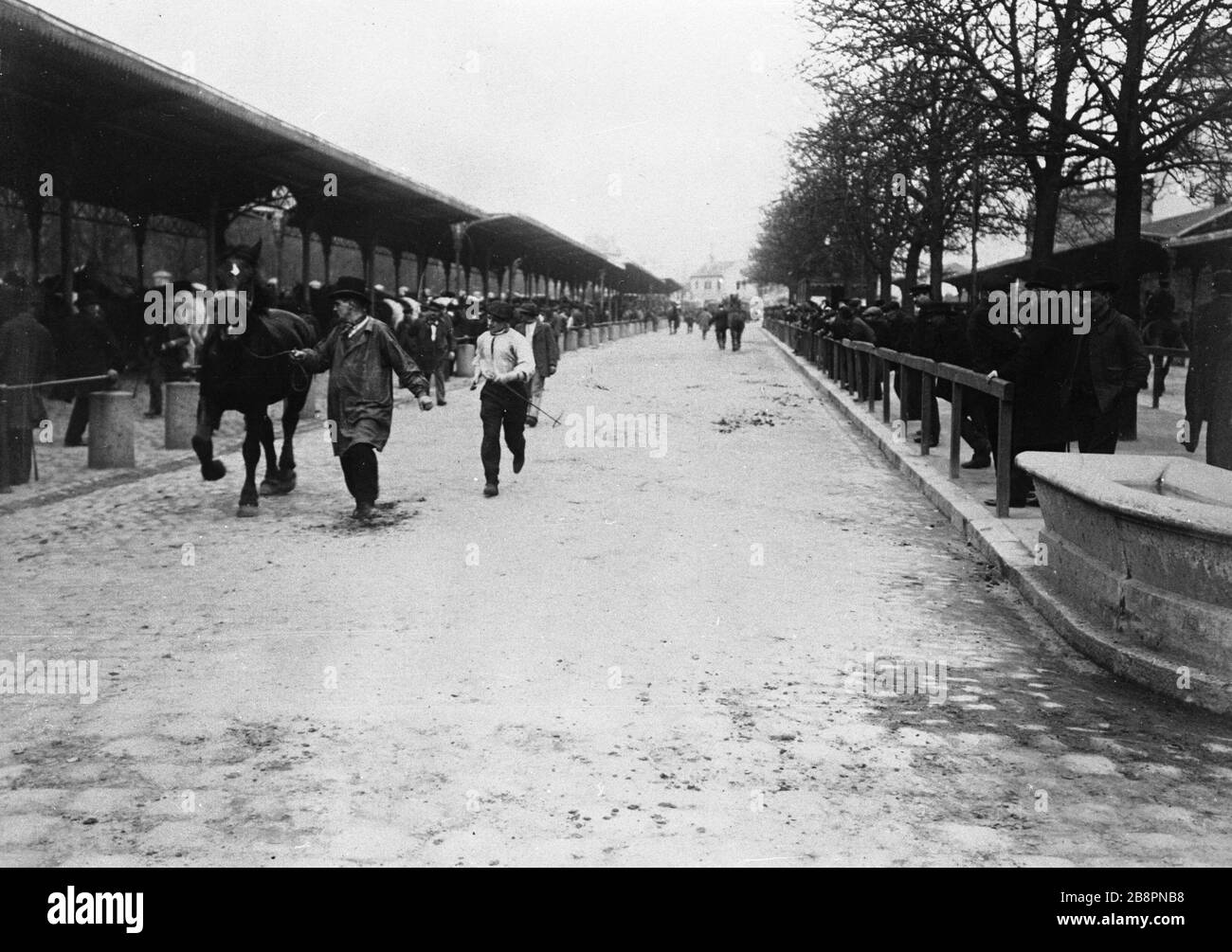 Horse Market Boulevard Marché aux chevaux, boulevard de l'Hôpital. Parigi (XIII ème arr.). Photographie de Paul Géniaux (1873-1914). Parigi, musée Carnavalet. Foto Stock