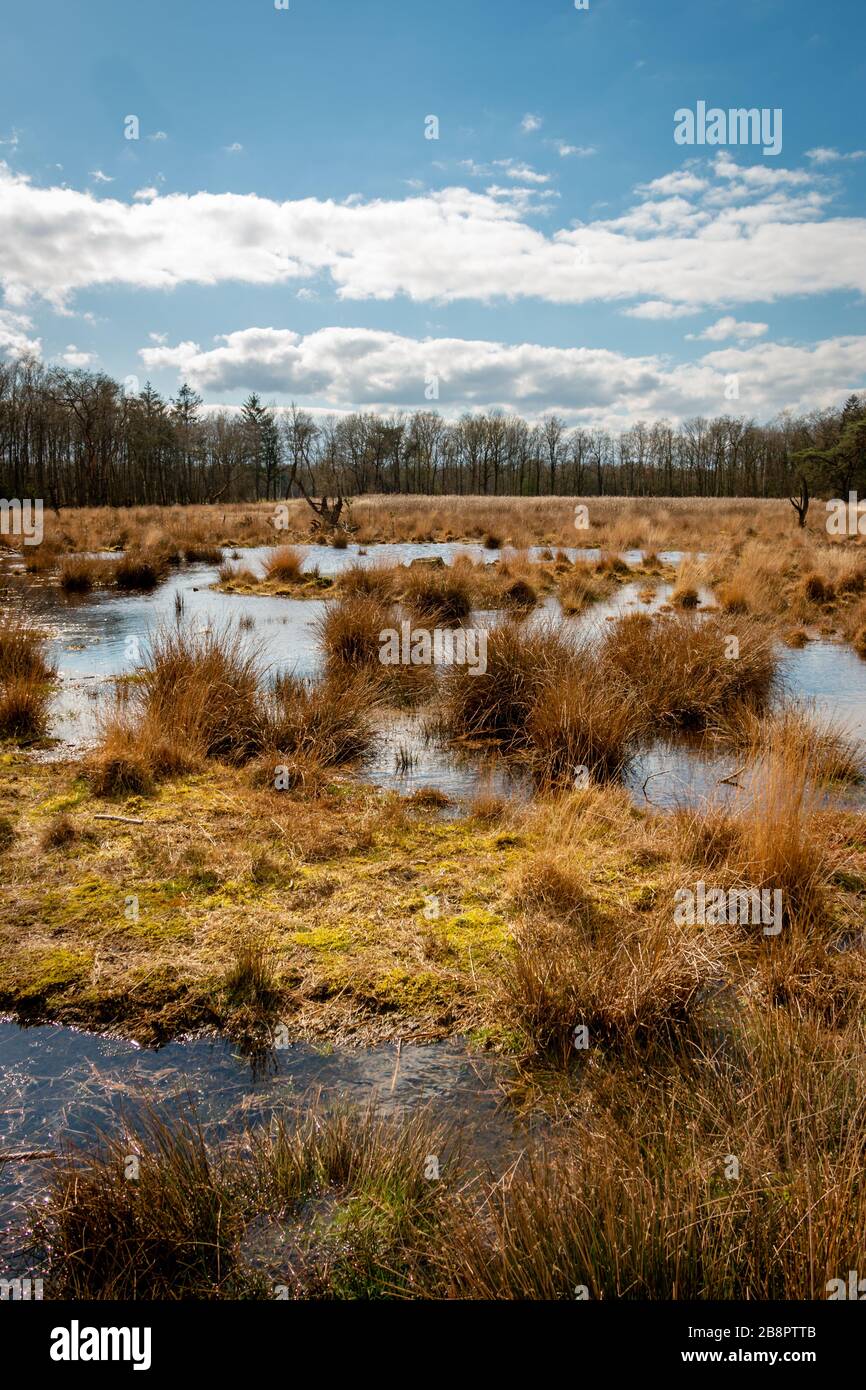 Area di torba erbosa e paludosa con pozzanghere e erba gialla nel ruscello nazionale e paesaggio esdorp di Drenthe, questa foto scattata vicino alla zona di GA Foto Stock