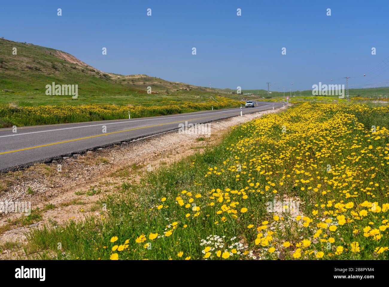 Fiori selvatici a margherita gialli sulle strade della Valle del Giordano, Israele, Medio Oriente. Foto Stock