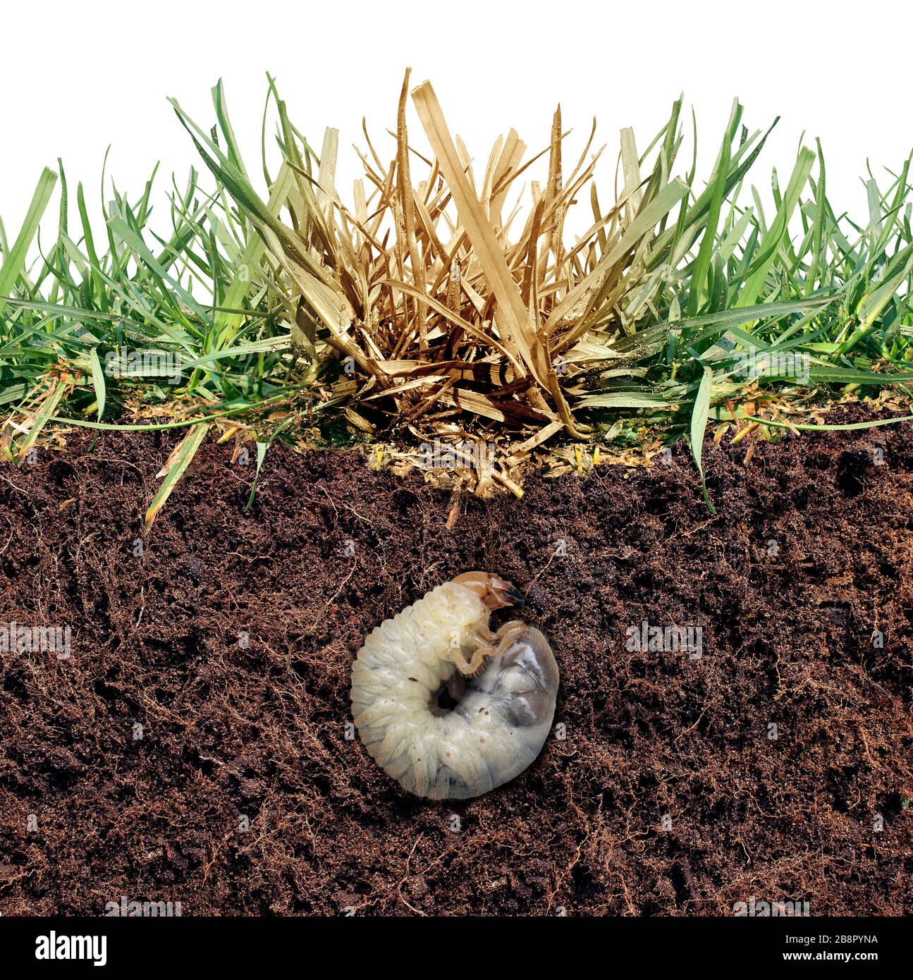 Danni al granulo del prato come larva di cinch che danneggia le radici dell'erba causando una malattia di patch marrone nel manto erboso come un'immagine composita isolata. Foto Stock