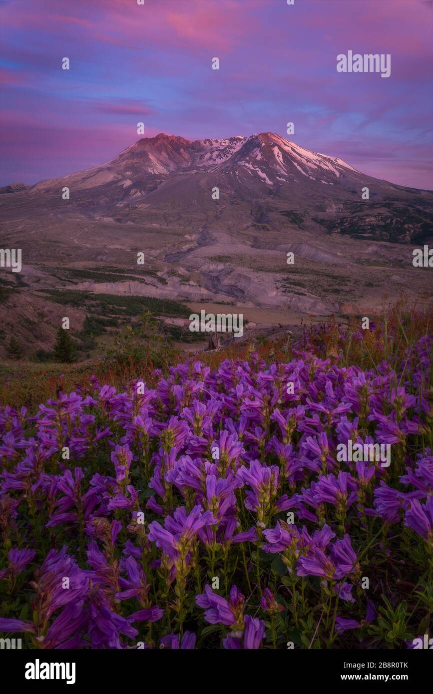 Montagna a Washington a Mt St Helens Foto Stock